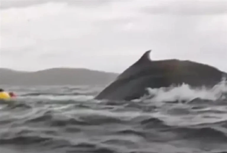 5809ede6-15c4-46d7-877e-8edb6d4a51af