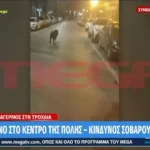 Αγριογούρουνα στους δρόμους της Θεσσαλονίκης Αγριογούρουνα στους δρόμους της Θεσσαλονίκης