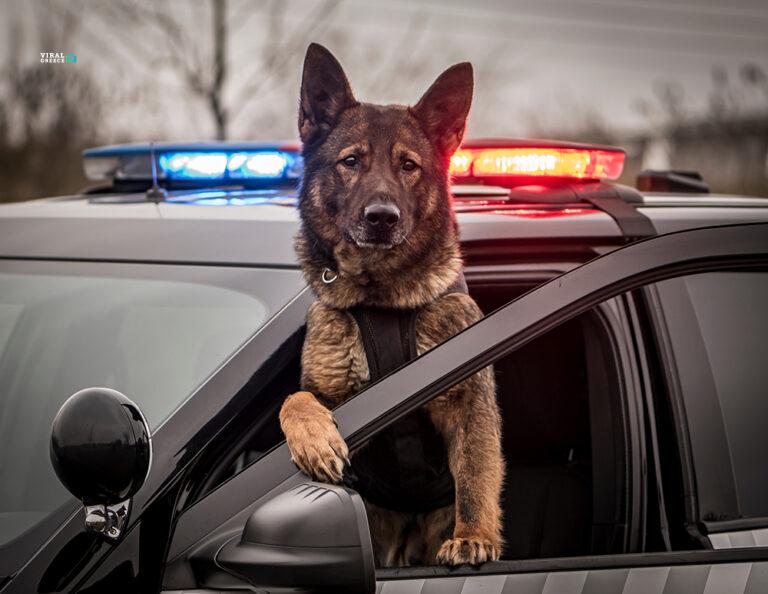 K9,Dog,Police,On,Duty