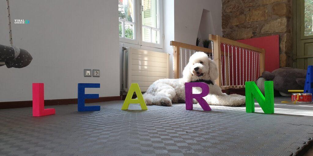 Ο Βαγγέλης, ο σκύλος θεραπείας που στηρίζει τους ασθενείς στο Αιγινήτειο