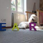 Ο Βαγγέλης, ο σκύλος θεραπείας που στηρίζει τους ασθενείς στο Αιγινήτειο Ο Βαγγέλης, ο σκύλος θεραπείας που στηρίζει τους ασθενείς στο Αιγινήτειο