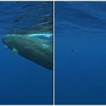 Δύο γίγαντες της θάλασσας σώζουν δύτη από καρχαρία ( VIDEO ) Δύο γίγαντες της θάλασσας σώζουν δύτη από καρχαρία ( VIDEO )