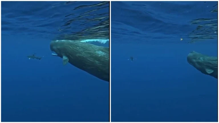 Δύο γίγαντες της θάλασσας σώζουν δύτη από καρχαρία ( VIDEO ) falaines