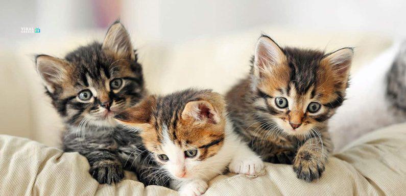 giati-pethainoyn-ta-neogennita-gatakia-795x385