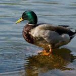 Χανιά: 48χρονος χτύπησε πάπια με ψαροντούφεκο και απειλούσε να κάψει κόσμο