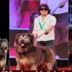 Ο πιο ακριβός σκύλος στον κόσμο: Μια διασταύρωση λύκου και Καυκάσιου Shephard αξίας 5,81 εκατ. δολαρίων