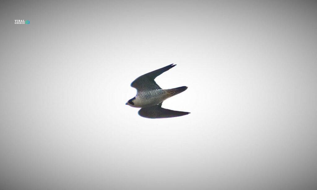 Ο πετρίτης στη λίμνη Κάρλα: Ο ταχύτερος κυνηγός του ουρανού