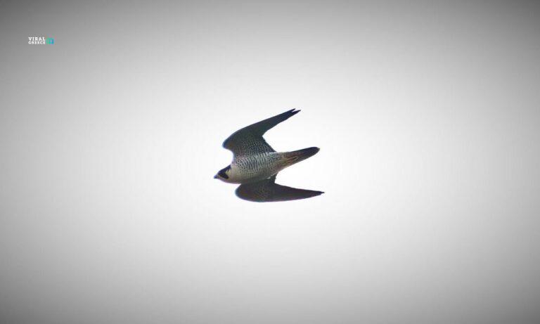 390a1057-geraki-petritis-karla