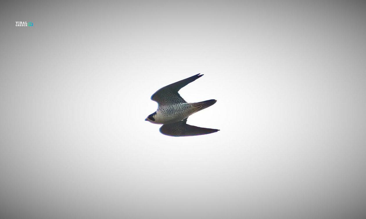 Ο πετρίτης στη λίμνη Κάρλα: Ο ταχύτερος κυνηγός του ουρανού 390a1057 geraki petritis karla