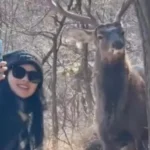 Ελάφι πόζαρε στην κάμερα και έγινε viral ( VIDEO )