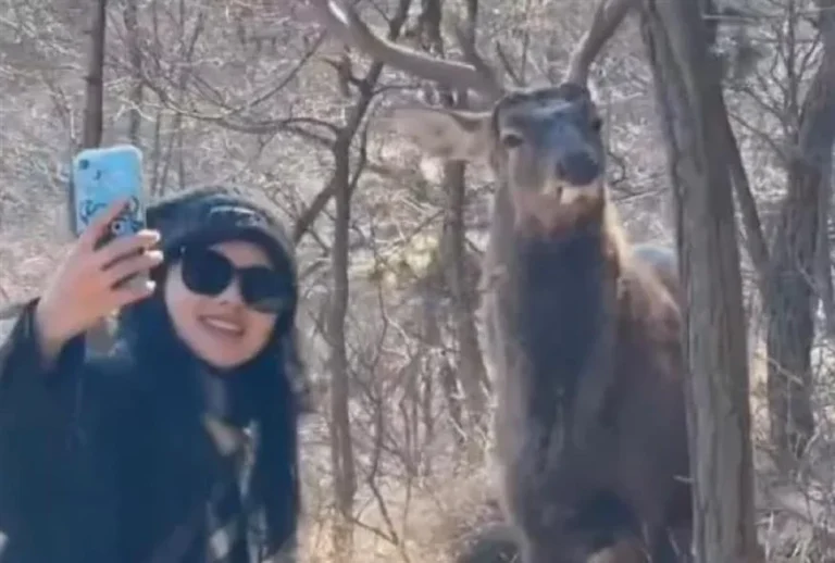 Ελάφι πόζαρε στην κάμερα και έγινε viral ( VIDEO ) 6025b338-ba6f-4fda-9eb9-9d22c62cc630