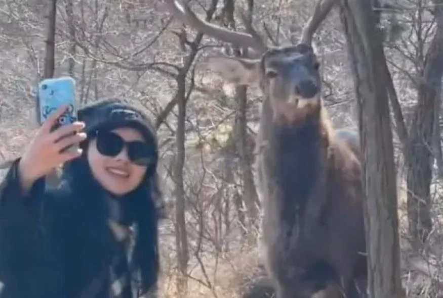 Ελάφι πόζαρε στην κάμερα και έγινε viral ( VIDEO )
