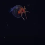 Για πρώτη φορά στην κάμερα: Καταγράφηκε νεαρό κολοσσιαίο καλαμάρι ( VIDEO ) Για πρώτη φορά στην κάμερα: Καταγράφηκε νεαρό κολοσσιαίο καλαμάρι ( VIDEO )