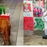 Αδέσποτο σκυλάκι βρίσκει χάδια και παρηγοριά σε μηχανική κούκλα στο δρόμο ( VIDEO )