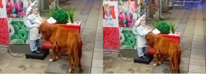 Αδέσποτο σκυλάκι βρίσκει χάδια και παρηγοριά σε μηχανική κούκλα στο δρόμο ( VIDEO )