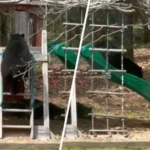 Απίστευτο βίντεο: Αρκούδα «παίζει» σε παιδική τσουλήθρα και γίνεται viral! ( VIDEO ) Απίστευτο βίντεο: Αρκούδα «παίζει» σε παιδική τσουλήθρα και γίνεται viral! ( VIDEO )