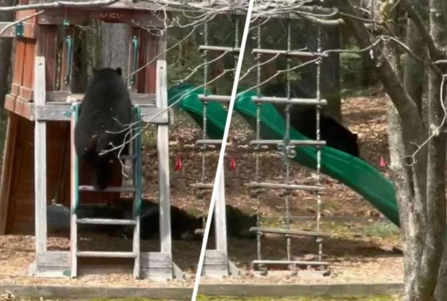 Απίστευτο βίντεο: Αρκούδα «παίζει» σε παιδική τσουλήθρα και γίνεται viral! ( VIDEO )
