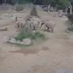 Συγκινητικό βίντεο: Ελέφαντες σχηματίζουν «ασπίδα» γύρω από τα μικρά τους κατά τη διάρκεια σεισμού ( VIDEO ) Συγκινητικό βίντεο: Ελέφαντες σχηματίζουν «ασπίδα» γύρω από τα μικρά τους κατά τη διάρκεια σεισμού ( VIDEO )