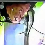 Ινδία: Λέαινα μπήκε σε σπίτι και… κατέληξε στην κουζίνα ( VIDEO )