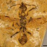 Ανακαλύφθηκε το «μυρμήγκι της Κόλασης» που έχει ηλικία 113 εκατ. ετών