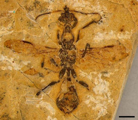 Ανακαλύφθηκε το «μυρμήγκι της Κόλασης» που έχει ηλικία 113 εκατ. ετών