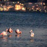 Νάξος: 160 φλαμίνγκο έκαναν «στάση» στη λιμνοθάλασσας Αλυκής ( VIDEO )