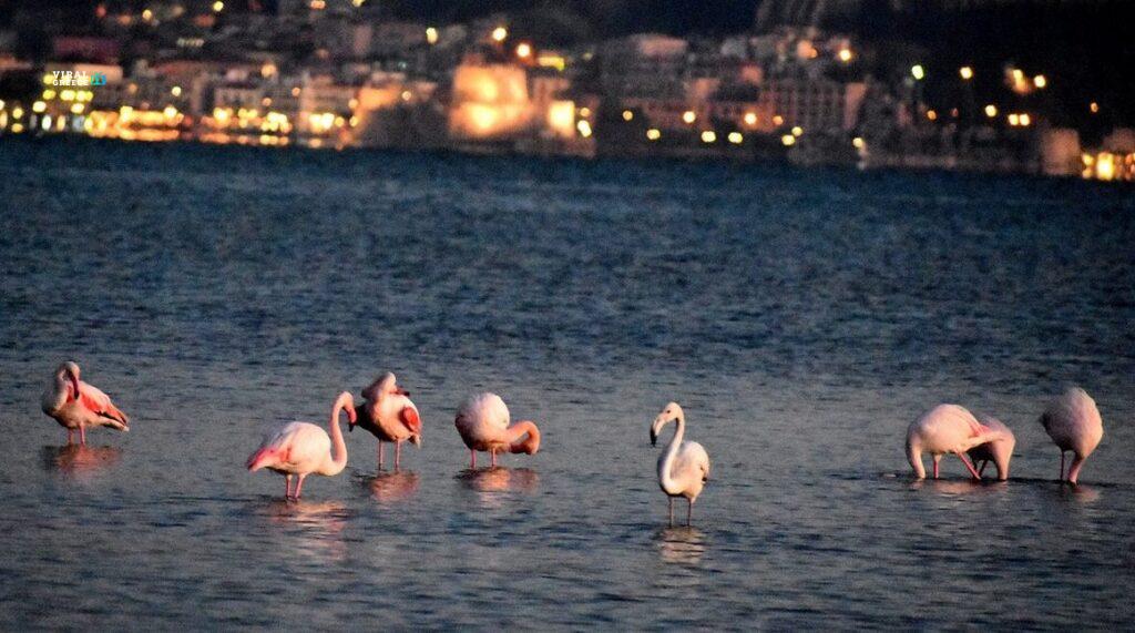 Νάξος: 160 φλαμίνγκο έκαναν «στάση» στη λιμνοθάλασσας Αλυκής ( VIDEO ) naxos-1024x571