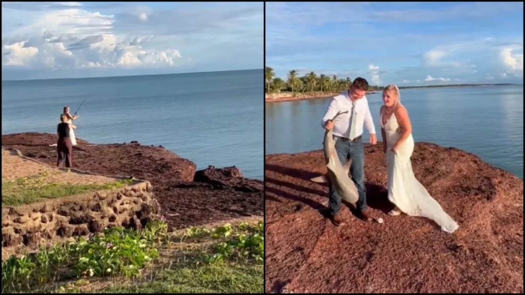 Νύφη «τράβηξε»… καρχαρία αντί για γαμήλιες πόζες σε παραλία της Αυστραλίας ( VIDEO )