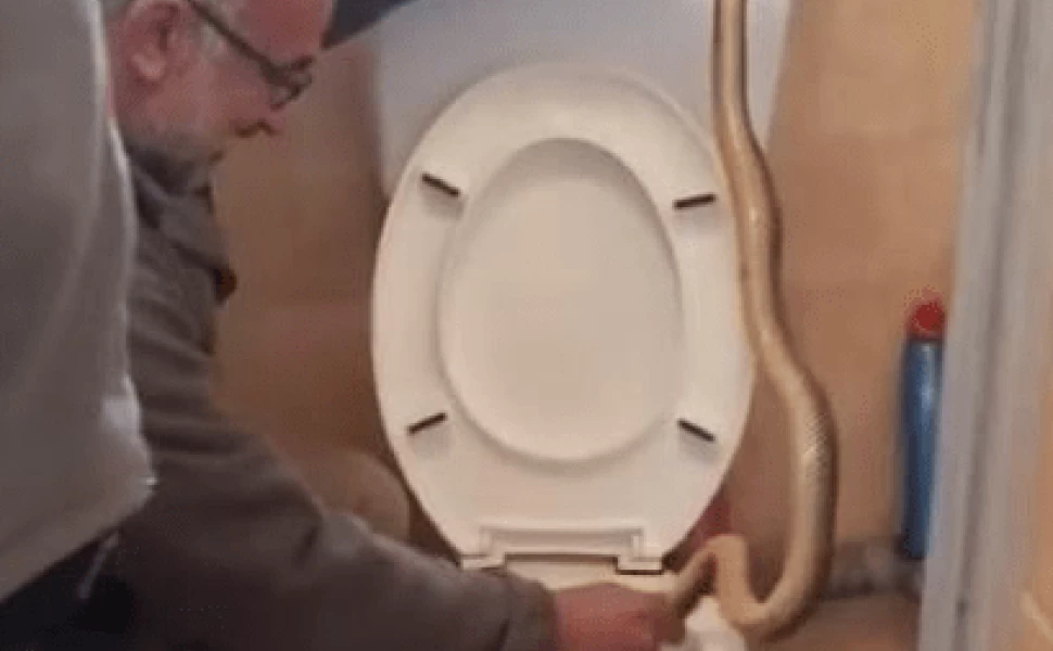 Σοκ στην Καστοριά: Φίδι «νοικάρης» σε… τουαλέτα σπιτιού – Το έβρισκαν να πίνει νερό στη λεκάνη! ( VIDEO )