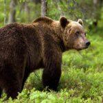 Σλοβακία: Σάλος για την απόφαση πώλησης κρέατος από καφέ αρκούδες