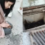 Θεσσαλονίκη: Νοσηλεύτρια «επανέφερε» γατάκι με μαλάξεις ( VIDEO ) Θεσσαλονίκη: Νοσηλεύτρια «επανέφερε» γατάκι με μαλάξεις ( VIDEO )