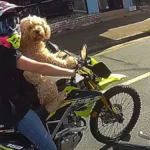 Πρόστιμο σε γυναίκα οδηγό μοτοσικλέτας, η οποία είχε τον σκύλο της δεμένο στο στήθος ( VIDEO )