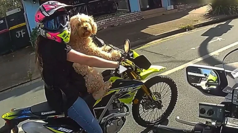 Πρόστιμο σε γυναίκα οδηγό μοτοσικλέτας, η οποία είχε τον σκύλο της δεμένο στο στήθος ( VIDEO ) mixani_skylos