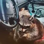 Ρακούν «πιάστηκε» να κάνει ναρκωτικά κατά τη διάρκεια αστυνομικού ελέγχου ( VIDEO )