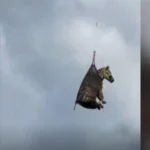 Ζέβρα που κυκλοφορούσε ελεύθερη στο Τενεσί «συνελήφθη» ( VIDEO )