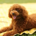 «Ο σκύλος μου άλλαξε χρώμα!» – Αποκαλύψεις φωτιά για το κύκλωμα που βάφει ζώα για να τα πουλήσει ( VIDEO )