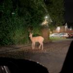 «Νόμιζα ότι έβλεπα όνειρο»: Η σπάνια εμφάνιση ενός λευκού ελαφιού στο Μίσιγκαν ( VIDEO ) «Νόμιζα ότι έβλεπα όνειρο»: Η σπάνια εμφάνιση ενός λευκού ελαφιού στο Μίσιγκαν ( VIDEO )