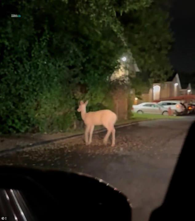 «Νόμιζα ότι έβλεπα όνειρο»: Η σπάνια εμφάνιση ενός λευκού ελαφιού στο Μίσιγκαν ( VIDEO ) AA1HEj4s.img