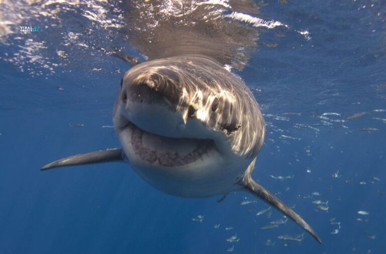 Κοντά σε λουόμενους ο μεγαλύτερος λευκός καρχαρίας που έχει καταγραφεί στον Ατλαντικό great-white-1