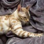 Γιατί οι γάτες κάνουν «πατουσάκια»; Το μυστικό πίσω από το ζύμωμα