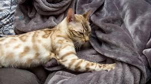 Γιατί οι γάτες κάνουν «πατουσάκια»; Το μυστικό πίσω από το ζύμωμα imagescr