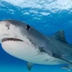 Καρχαρίας κατάπιε κάμερα δύτη και είδαμε πώς είναι μέσα στο στόμα του ( VIDEO ) Καρχαρίας κατάπιε κάμερα δύτη και είδαμε πώς είναι μέσα στο στόμα του ( VIDEO )