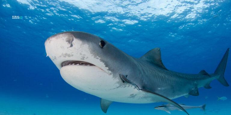 karxarias-thalassa-kontino