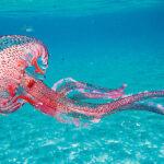 Επανεμφάνιση Μωβ Μέδουσας στις Ελληνικές Θάλασσες – Τι Πρέπει να Προσέξετε Επανεμφάνιση Μωβ Μέδουσας στις Ελληνικές Θάλασσες – Τι Πρέπει να Προσέξετε