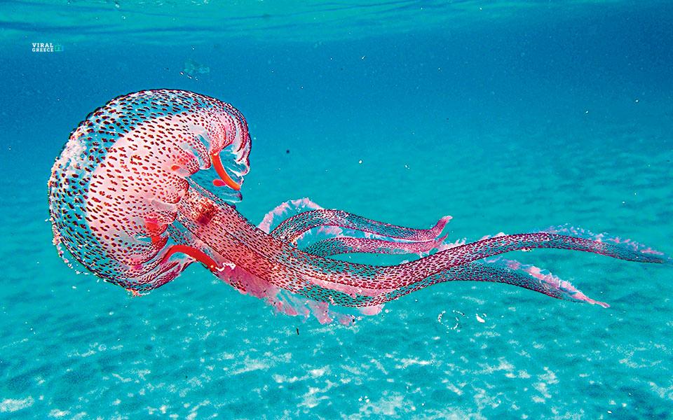 Επανεμφάνιση Μωβ Μέδουσας στις Ελληνικές Θάλασσες – Τι Πρέπει να Προσέξετε mov-medouses