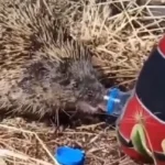 Κιλκίς: Πυροσβέστης δίνει νερό σε σκαντζόχοιρο που γλίτωσε από τη φωτιά ( VIDEO )