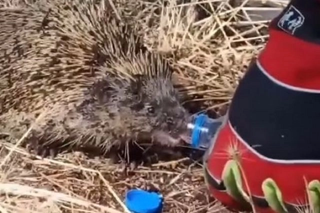 Κιλκίς: Πυροσβέστης δίνει νερό σε σκαντζόχοιρο που γλίτωσε από τη φωτιά ( VIDEO )