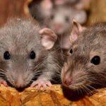 Επιστημονική πρωτιά: Ποντίκια με δύο πατεράδες απέκτησαν υγιείς απογόνους – Η εξέλιξη που ίσως αλλάξει όσα ξέρουμε για την αναπαραγωγή