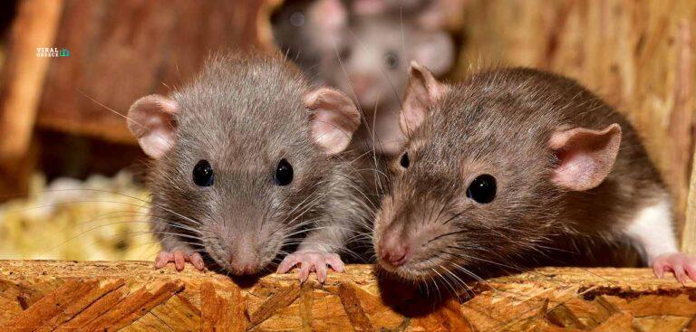 Επιστημονική πρωτιά: Ποντίκια με δύο πατεράδες απέκτησαν υγιείς απογόνους – Η εξέλιξη που ίσως αλλάξει όσα ξέρουμε για την αναπαραγωγή ti-proselkiei-pontikia