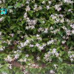 Ξεχάστε τα air condition: Αυτό το φυτό δροσίζει το σπίτι, μυρίζει υπέροχα και κοστίζει σχεδόν τίποτα!